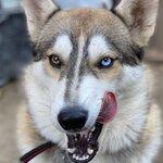 Альберт Саруханов