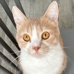 Владимир Семёнов